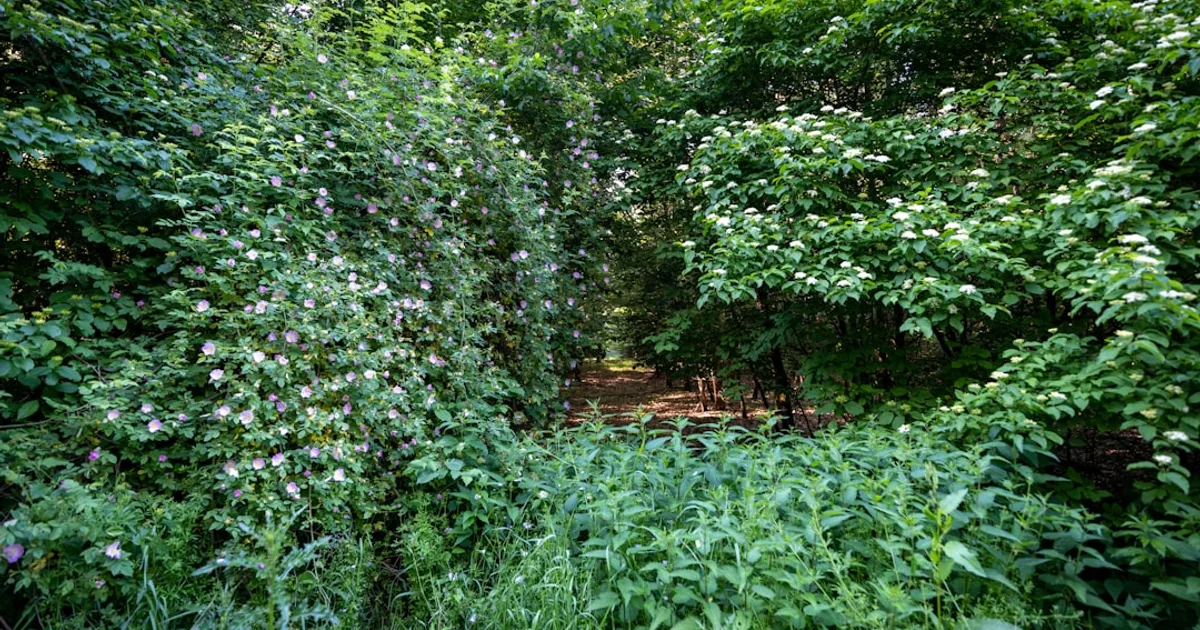 green plants and trees during daytime