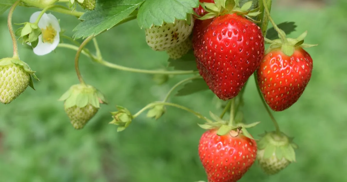 red strawberries