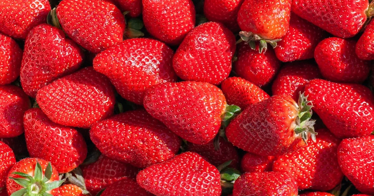 Best Strawberry Varieties for Home Garden