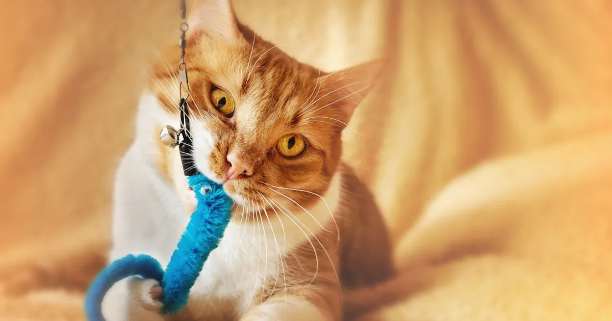 Best Toys to Keep a Cat Busy While You're at Work