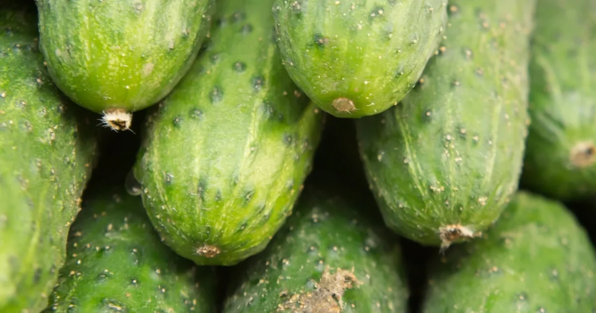 a group of cucumbers