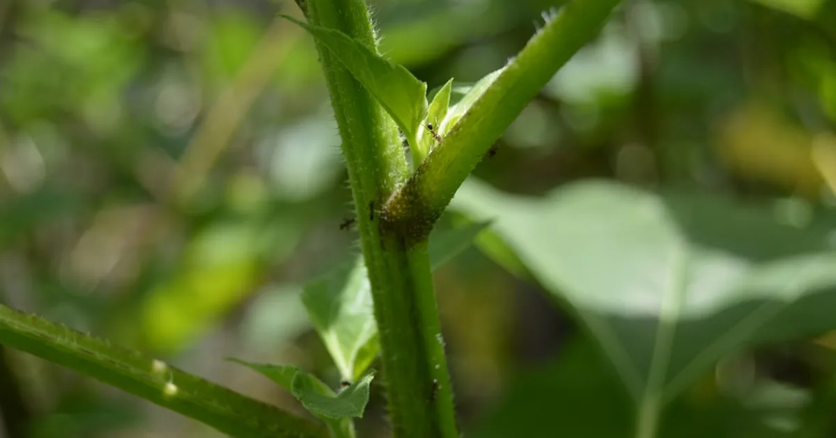 How to Get Rid of Aphids on Cucumbers