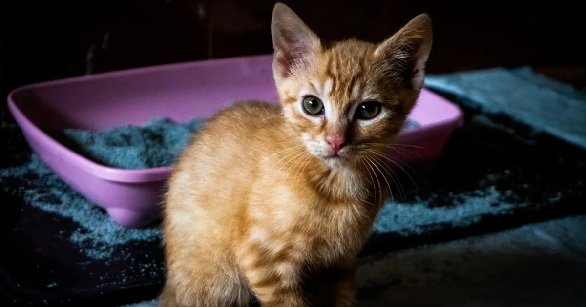 orange tabby kitten near rectangular pink plastic container
