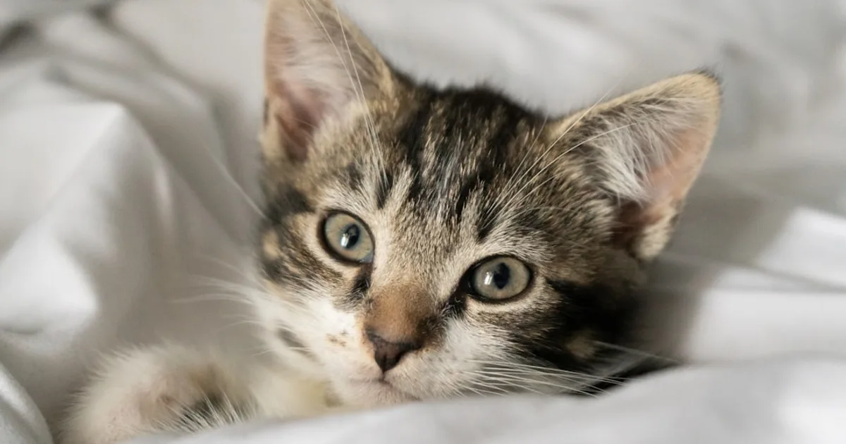 How to Litter Train a Kitten in 3 Days