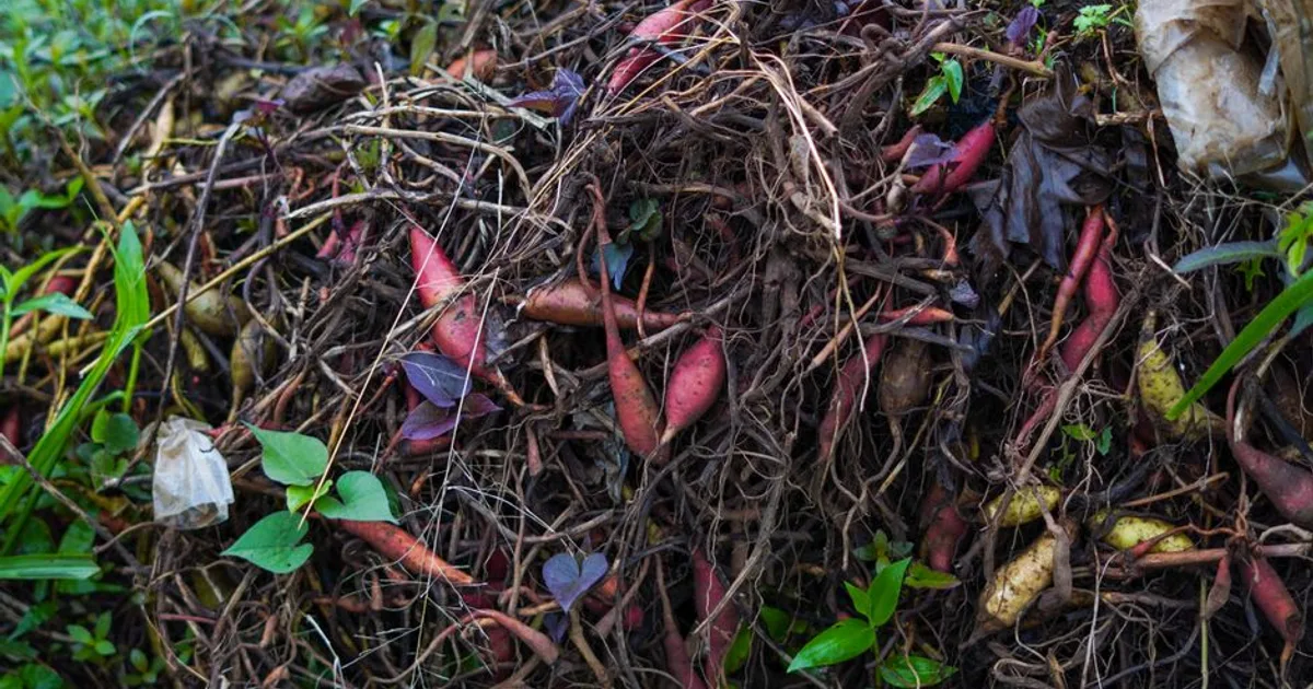Pile of organic compost with various plant roots and leaves, showcasing vibrant natural colors.