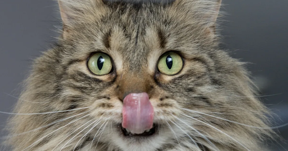 adult brown cat