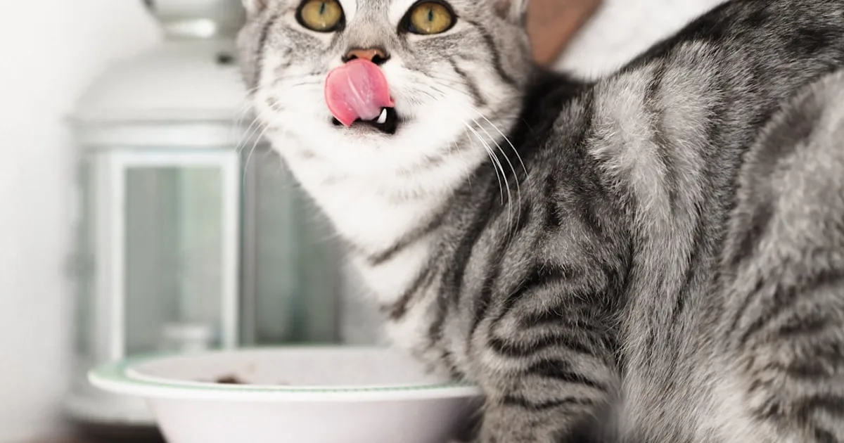 What to Feed a Cat Besides Dry Food