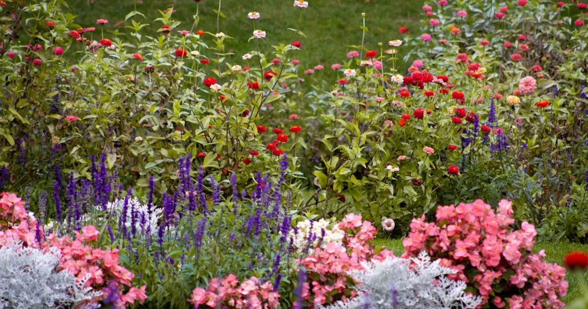 A garden filled with lots of colorful flowers