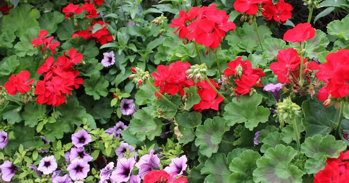 a bunch of red and purple flowers in a garden