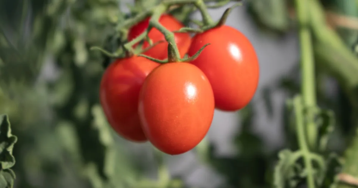 a bunch of tomatoes hanging from a plant