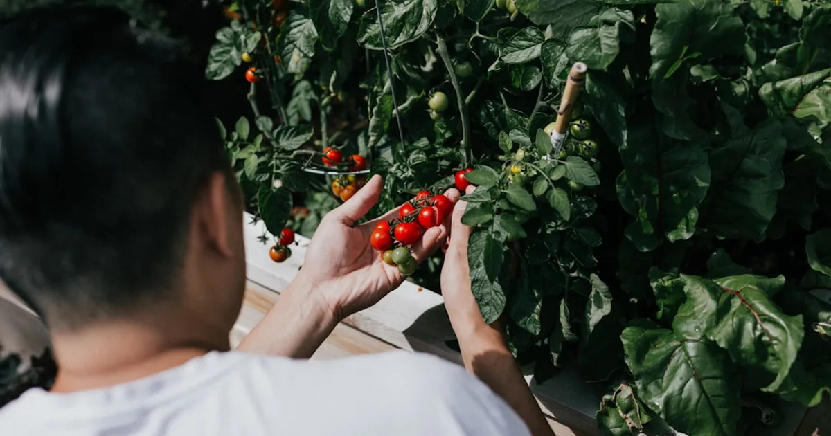 When to Plant Tomatoes: Beginner's Guide
